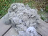 Sunshine Window Cleaning Services: Commercial and Residential: What came off the carpet