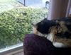 Sunshine Window Cleaning Services: Princess says "Thank you for the clean windows!"